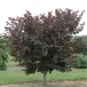 Kanadinis cercis - Cercis canadensis MERLOT