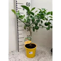 Citrinmedis - Citrus meyeri Meyer