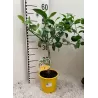 Citrinmedis - Citrus meyeri Meyer