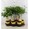Citrinmedis - Citrus meyeri Meyer