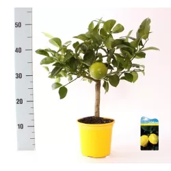 Citrinmedis - Citrus meyeri Meyer