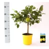 Citrinmedis - Citrus meyeri Meyer