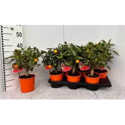 Kinkanas - Citrus kumquat poliandra ONIKA