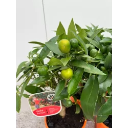 Kinkanas - Citrus kumquat poliandra ONIKA