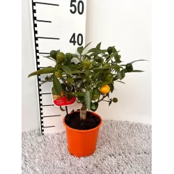 Kinkanas - Citrus kumquat poliandra ONIKA