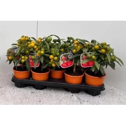 Kinkanas - Citrus kumquat poliandra ONIKA