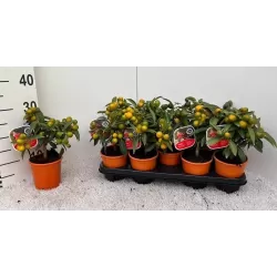 Citrus margarita Nagami on-stem Kumquat