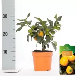 Kinkanas - Citrus kumquat poliandra ONIKA