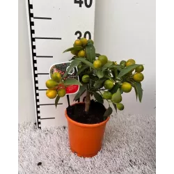 Citrus margarita Nagami on-stem Kumquat