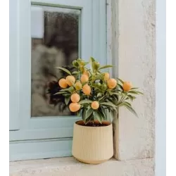 Citrus margarita Nagami on-stem Kumquat