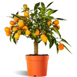 Citrus margarita Nagami on-stem Kumquat