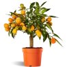Citrus margarita Nagami on-stem Kumquat