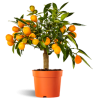 Kinkanas - Citrus kumquat poliandra ONIKA