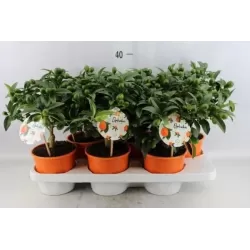 Kinkanas - Citrus kumquat hindsii OKSANA