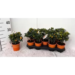 Kinkanas - Citrus kumquat hindsii OKSANA