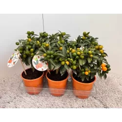 Kinkanas - Citrus kumquat hindsii OKSANA