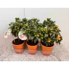 Kinkanas - Citrus kumquat hindsii OKSANA