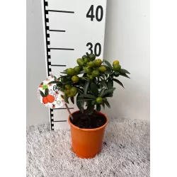 Kinkanas - Citrus kumquat hindsii OKSANA