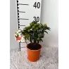 Kinkanas - Citrus kumquat hindsii OKSANA