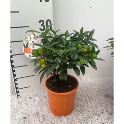 Kinkanas - Citrus kumquat hindsii OKSANA