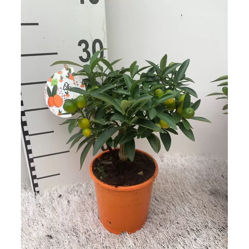 Kinkanas - Citrus kumquat hindsii OKSANA