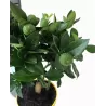 Citrusas saldusis laimas - Citrus limetta purcha