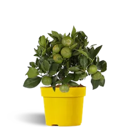 Citrusas saldusis laimas - Citrus limetta purcha