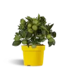 Citrusas saldusis laimas - Citrus limetta purcha