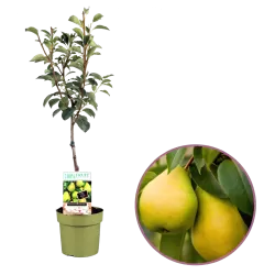 Kriaušė - Pyrus communis DOYENNE DU COMICE