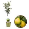 Pear - Pyrus communis DOYENNE DU COMICE