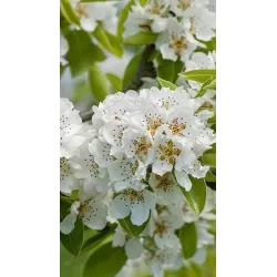 Pear - Pyrus communis DOYENNE DU COMICE