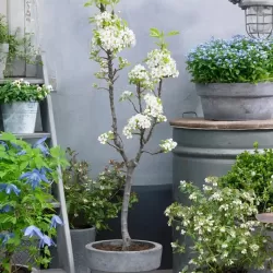 Kriaušė - Pyrus communis DOYENNE DU COMICE