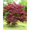 Kanadinis cercis - Cercis canadensis MERLOT
