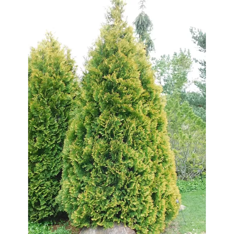 Garden plants/Trees/Flowers/ web-shop