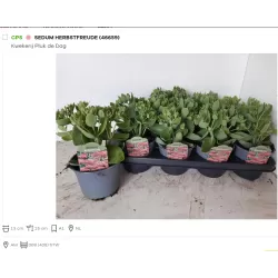 Šilokas - Sedum HERBSTFREUDE