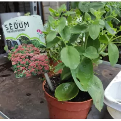 Šilokas - Sedum HERBSTFREUDE