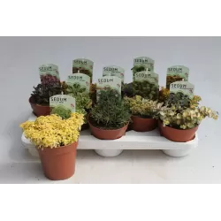 Šilokas - Sedum HERBSTFREUDE