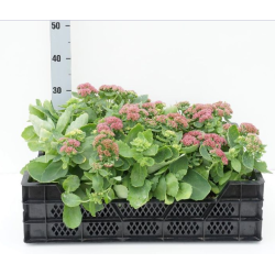 Daugiametės gėlės internetu su pristatymu į namus