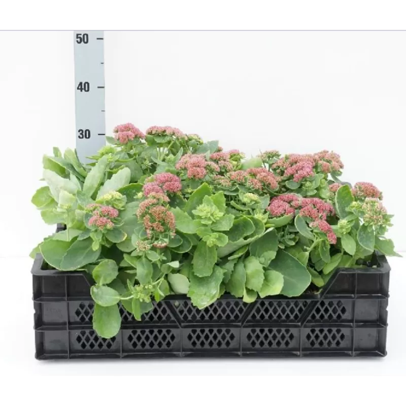 Šilokas - Sedum HERBSTFREUDE