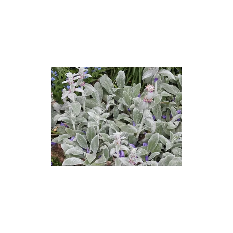 Stachys byzantina
