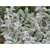 Vilnotoji notra - Stachys byzantina