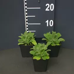 Vilnotoji notra - Stachys byzantina