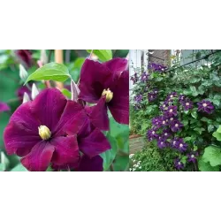 Plačiažiedė raganė - Clematis patens WARSZAWSKA NIKE