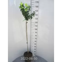 Sirinis hibiskas (kinrožė) - Hibiscus syriacus PURPUREUS VARIEGATUS