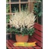 Astilbe chinensis Visions in White ® P11