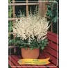 Astilbe chinensis Visions in White ® P11
