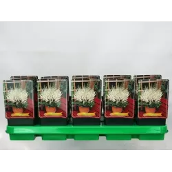 Astilbė - Astilbe chinensis VISIONS IN WHITE