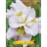 Vilkdalgis - Iris sibirica DAWN WALTZ