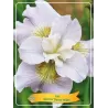 Iris sibirica Dawn Waltz P11