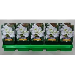 Iris sibirica Dawn Waltz P11